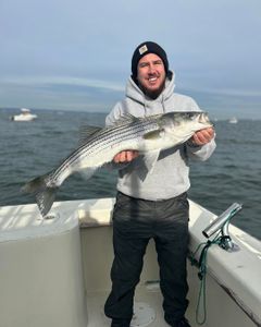 Striped bass caught in NJ