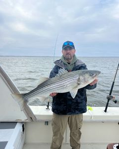 Striped bass caught in NJ