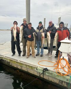 Three striped bass caught while fishing in NJ