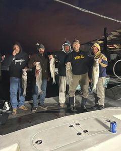 Three striped bass caught fishing in NJ