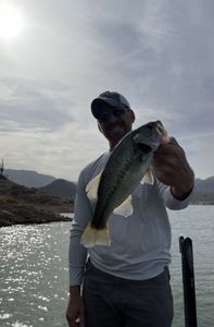 Arizona bass fishing	