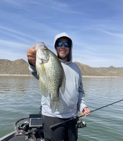 Angler holding a large crappie fish in Arizona