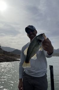 Largemouth Bass caught while fishing in Arizona