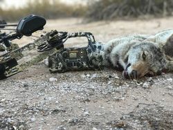 Coyote, Arizona Top Hunting Trip