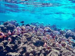 Underwater coral reef scene with school of tropical fish swimming over rocky formations in clear blue water near Destin FL