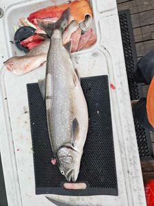 A pair of anglers enjoying a fishing cruise in Minnesota