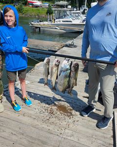 4 bluefish caught at Knife River