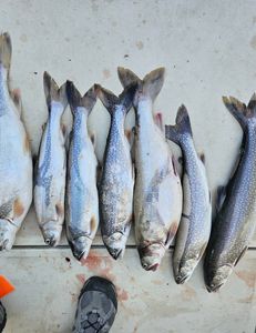 7 fish caught on cruises and fishing trip at Knife River