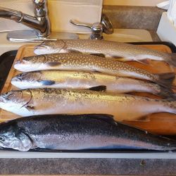 Scenic view of lake with 4 lake trout and rainbow trout in Minnesota