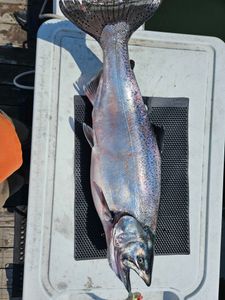One Chinook Salmon in Knife River