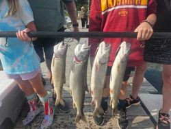 Four Coho Salmon caught on a fishing trip to Knife River