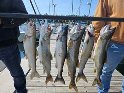 4 coho salmon caught on fishing cruises in MN