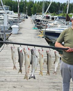 Six brook trout, rainbow trout, and lake trout caught in the Knife River