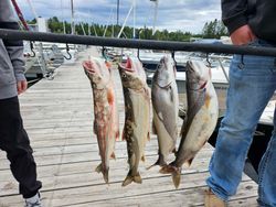 3 fish caught in MN during cruises and fishing