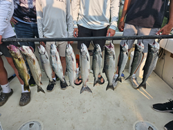Blasted today with Coho Salmon and Rainbow Trout at Knife River Marina!