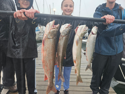 Four impressive Lake Trout from Lake Superior waters!