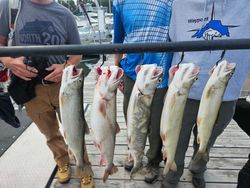 5 rainbow trout in the knife river