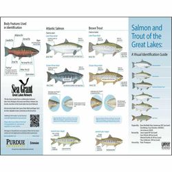 7 sea trout caught on fishing cruises in MN