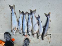 Six fish caught at Knife River during cruises and fishing trip