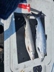 Two lake trout caught during a fishing cruise in Minnesota
