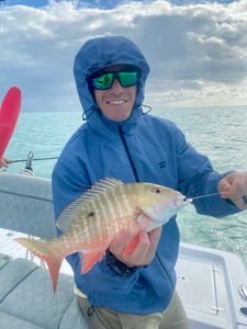 Mutton snapper caught fishing in FL