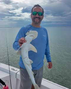 Whitetip reef shark caught while fishing in Islamorada