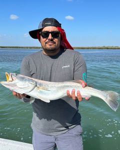 Fish-Species