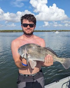 Angler catches a black drum fish in TX