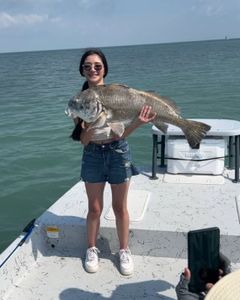 A large black drum fish caught while fishing in Port Isabel