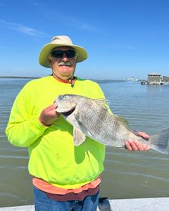 Fisherman holding a black drum fish in TX