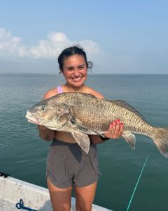 A single black drum fish, 26 inches long, caught while fishing in Port Isabel