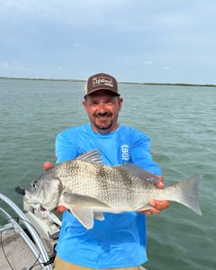 Image of a black drum fish caught in Port Isabel