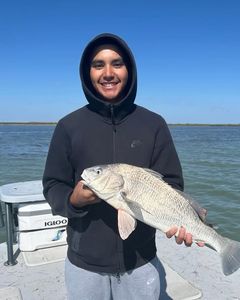 Black drum catch displayed on fishing boat in Port Isabel TX
