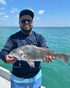 Photograph of a huge black drum fish caught in Port Isabel