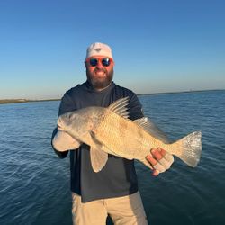 Black drum fish catch displayed on boat in Port Isabel TX waters