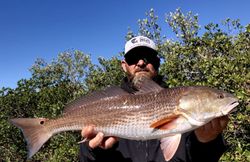 Redfish caught during fishing tours in Crystal River