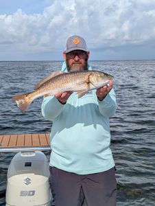Redfish caught during fishing tours in Florida