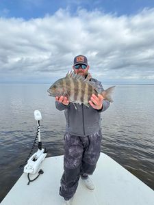Sheepshead fish caught while fishing in Florida