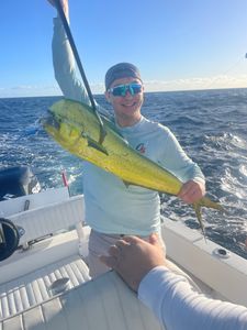 Stunning Mahi Mahi Dolphin 