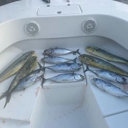 South Florida Fishing Bounty