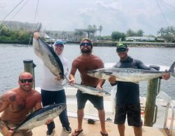Four king mackerel, 45 inches long, caught while fishing in FL