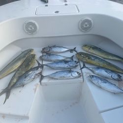 Seven little tunny fish caught while fishing in Florida