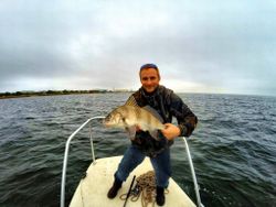 Black Drum in Pens, acolaFL