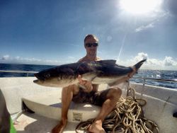 Cobia in Pensacola, FL