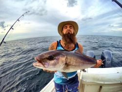 Greater Amberjack haul in Pensacola!