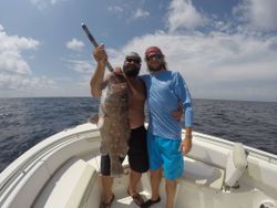Grouper in Pensacola, FL