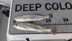 Fish-Species