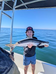 Cobia fish caught while fishing in FL