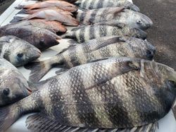 Three sheepshead and black drum fish caught while fishing in St. Petersburg