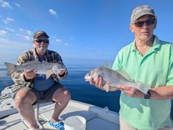 Two black drum and redfish caught in Florida